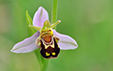 Ophrys apifera