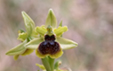 Ophrys araneola