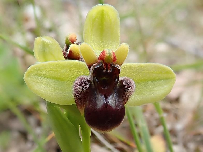 Ophrys bombyliflora