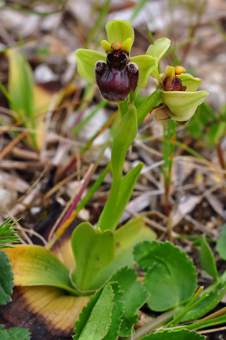 Ophrys bombyliflora