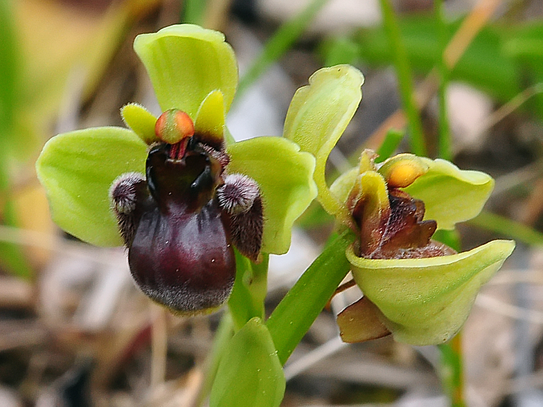 Ophrys bombyliflora