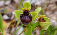 Ophrys bombyliflora