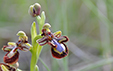 Ophrys ciliata