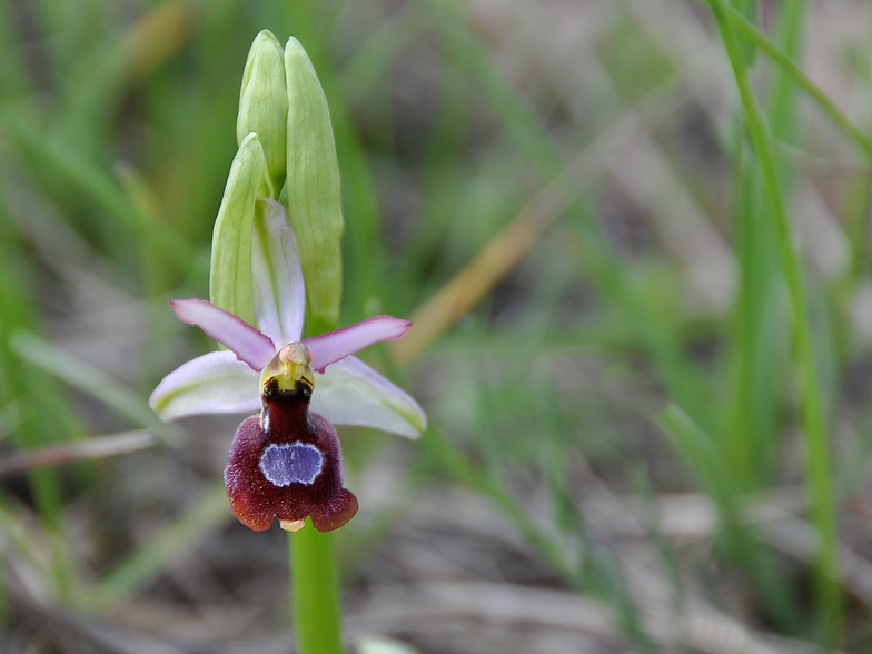 Ophrys drumana