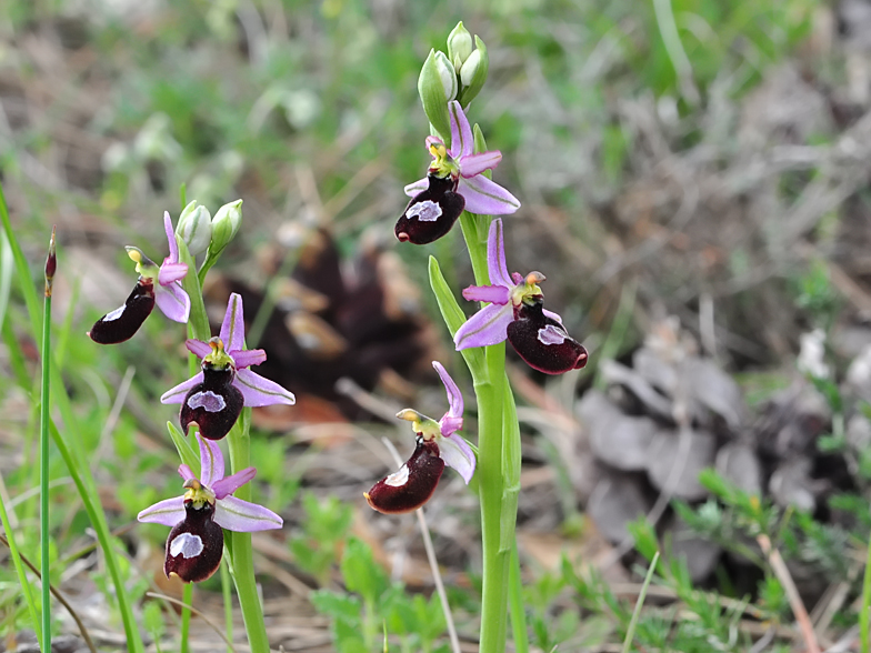 Ophrys drumana