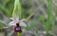 Ophrys drumana