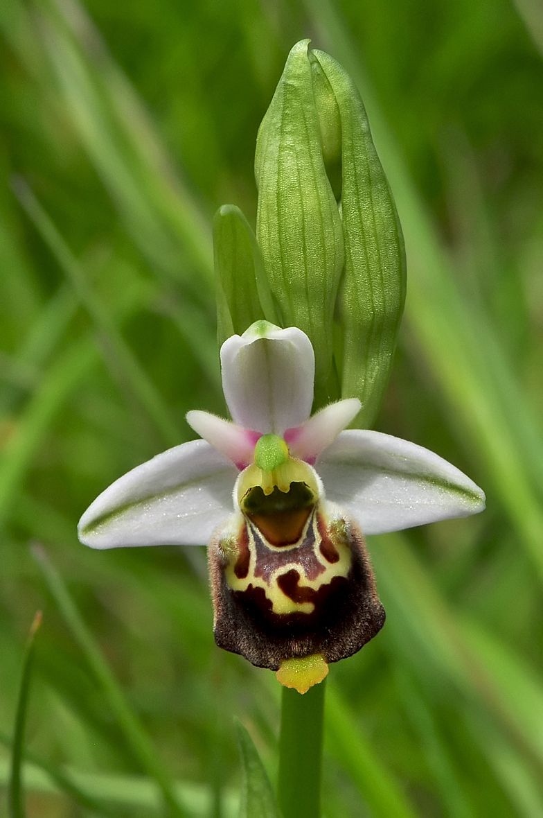 Ophrys fuciflora