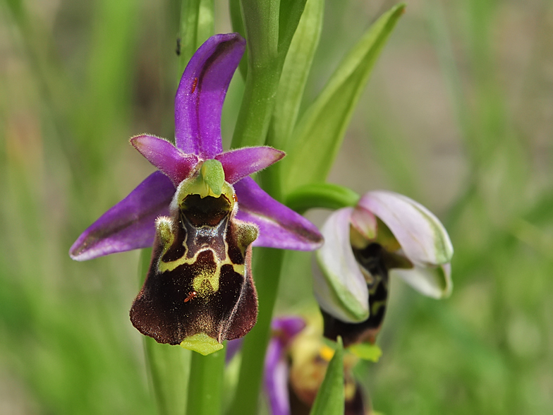 Ophrys fuciflora