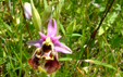 Ophrys fuciflora