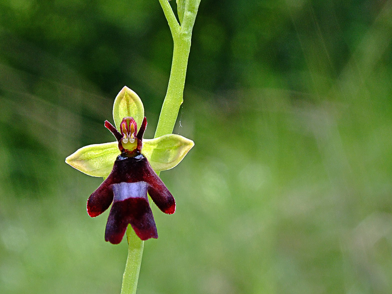 Ophrys insectifera