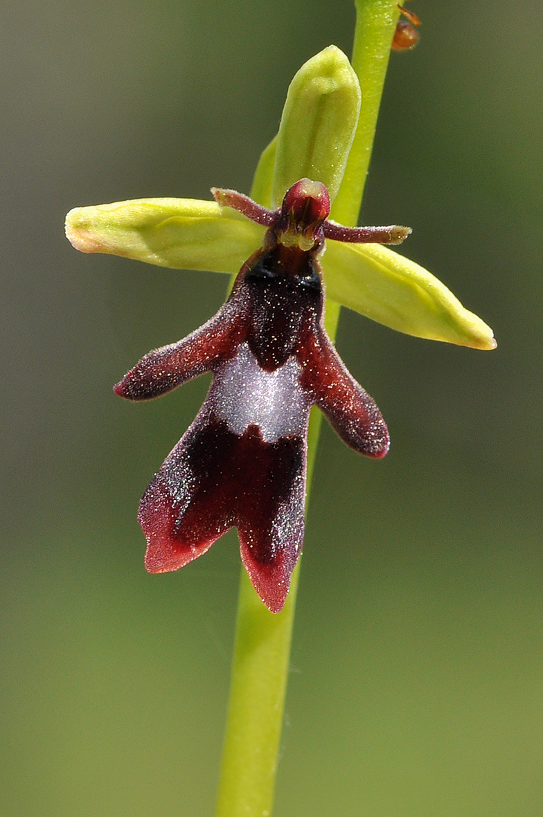 Ophrys insectifera