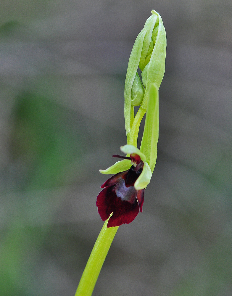 Ophrys insectifera Repentance