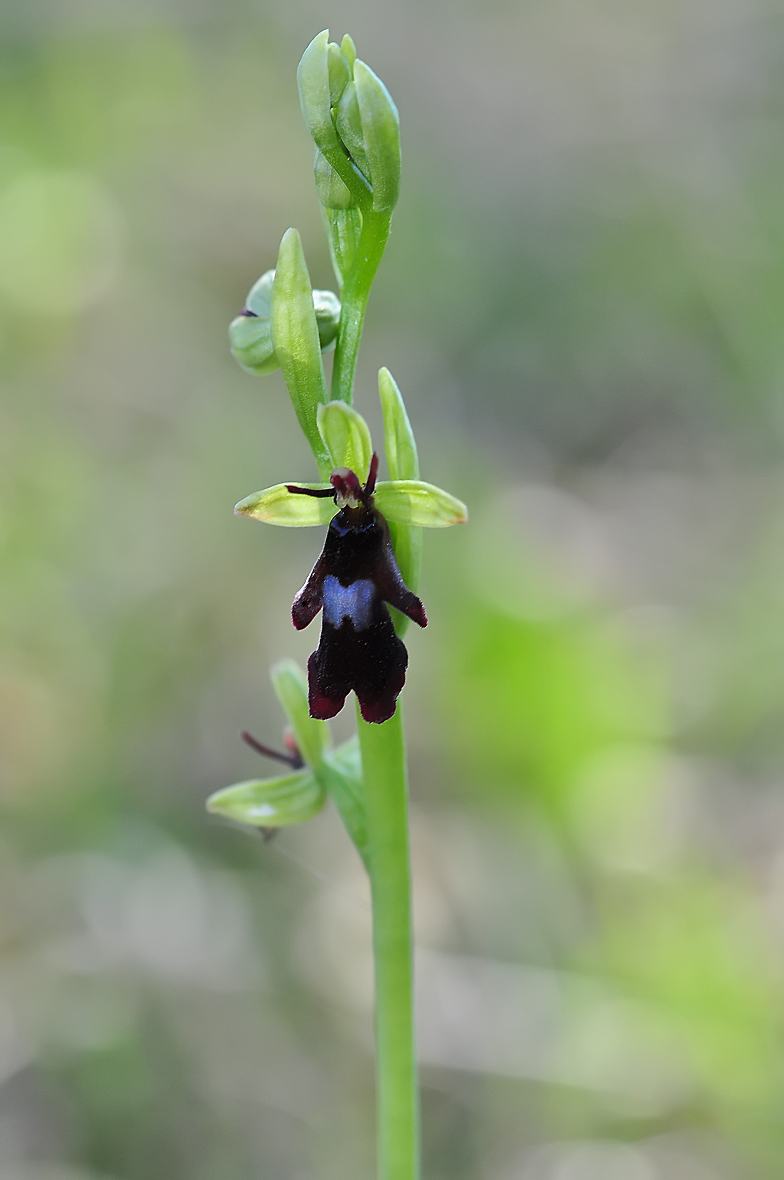 Ophrys insectifera