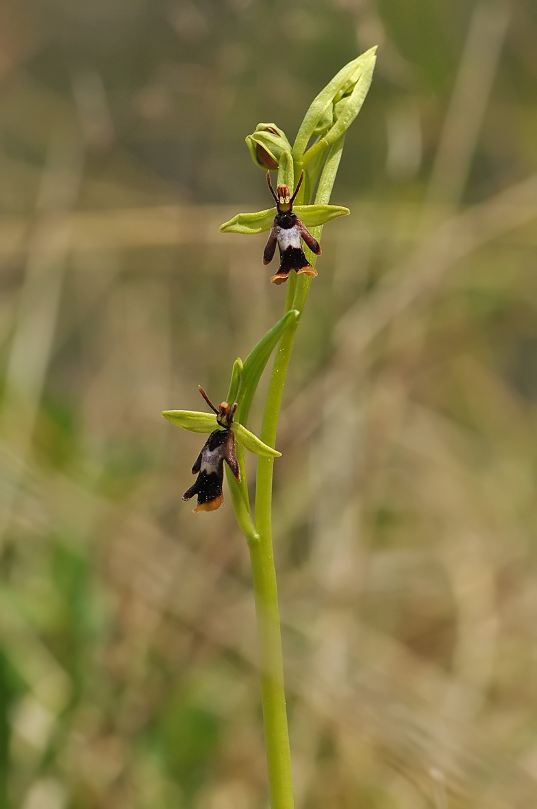 Ophrys insectifera