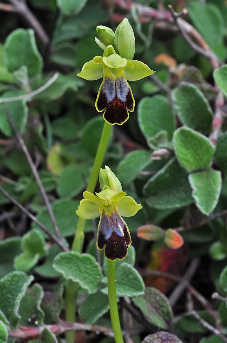 Ophrys lupercalis