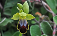 Ophrys lupercalis
