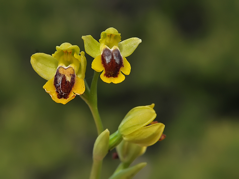 Ophrys lutea