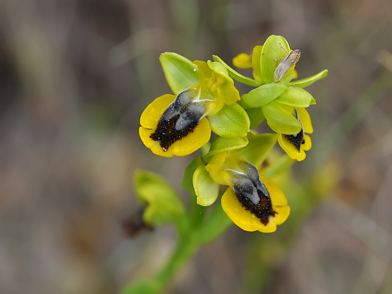 Ophrys lutea