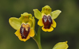 Ophrys lutea