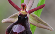 Ophrys royanensis