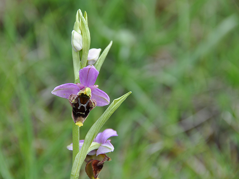 Ophrys scolopax