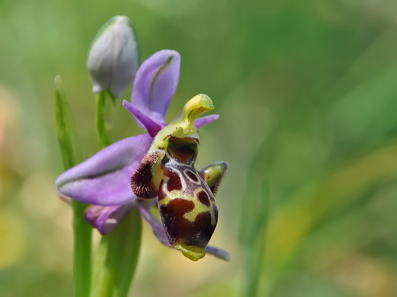 Ophrys scolopax