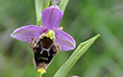 Ophrys scolopax