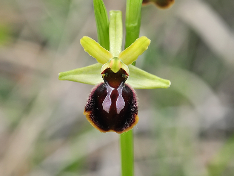 Ophrys sphegodes