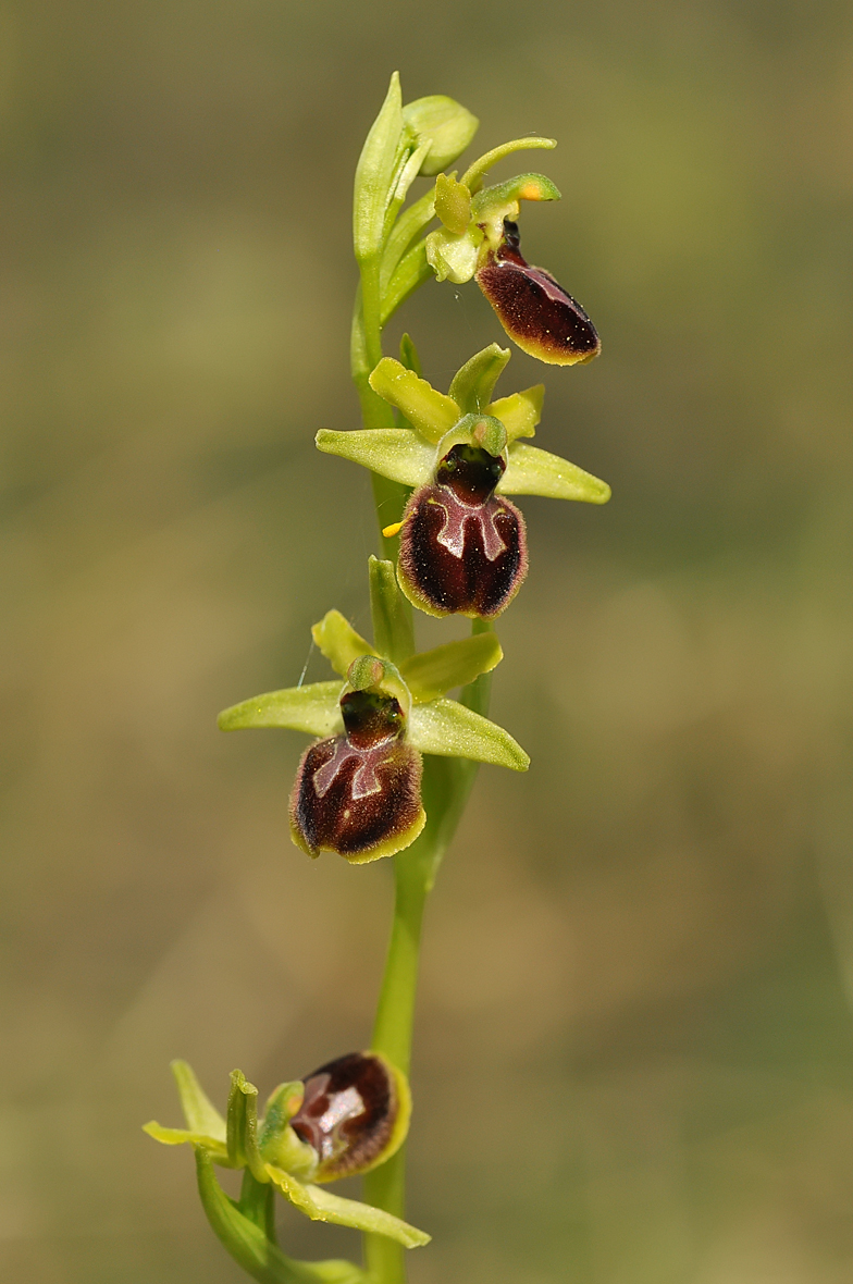 Ophrys sphegodes