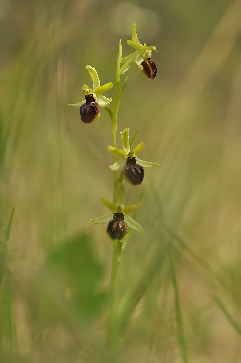 Ophrys sphegodes