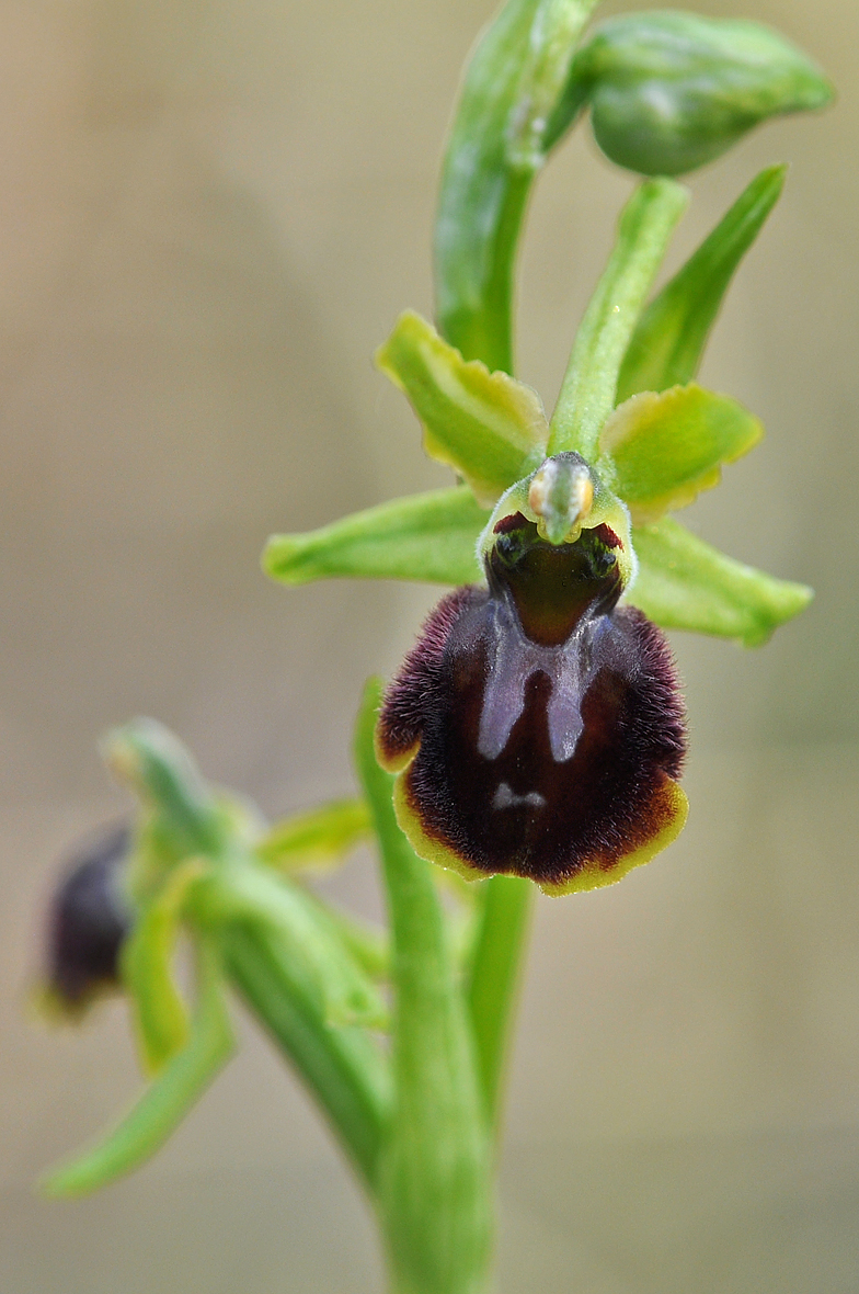 Ophrys sphegodes