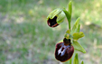 Ophrys sphegodes