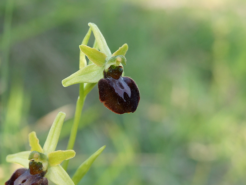 Ophrys sphegodes