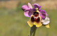 Ophrys tenthredinifera