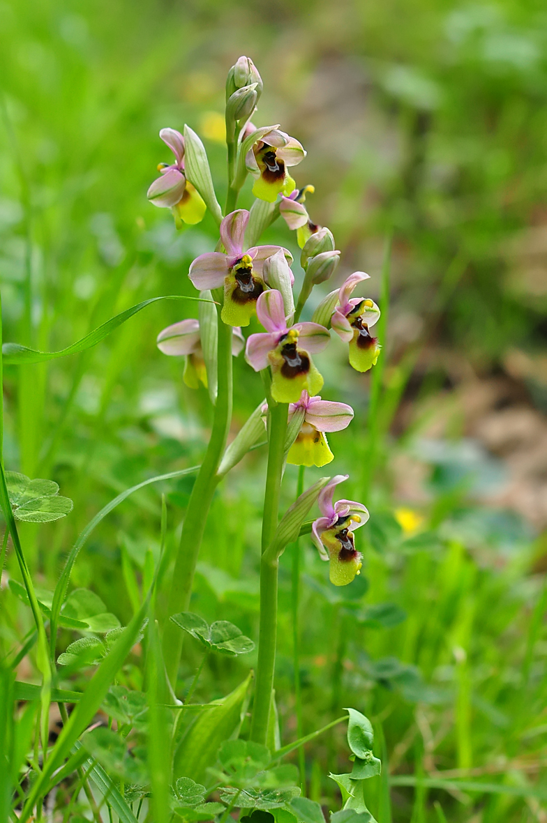 Ophrys tenthredinifera ssp. grandiflora