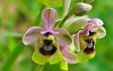 Ophrys tenthredinifera ssp. grandiflora