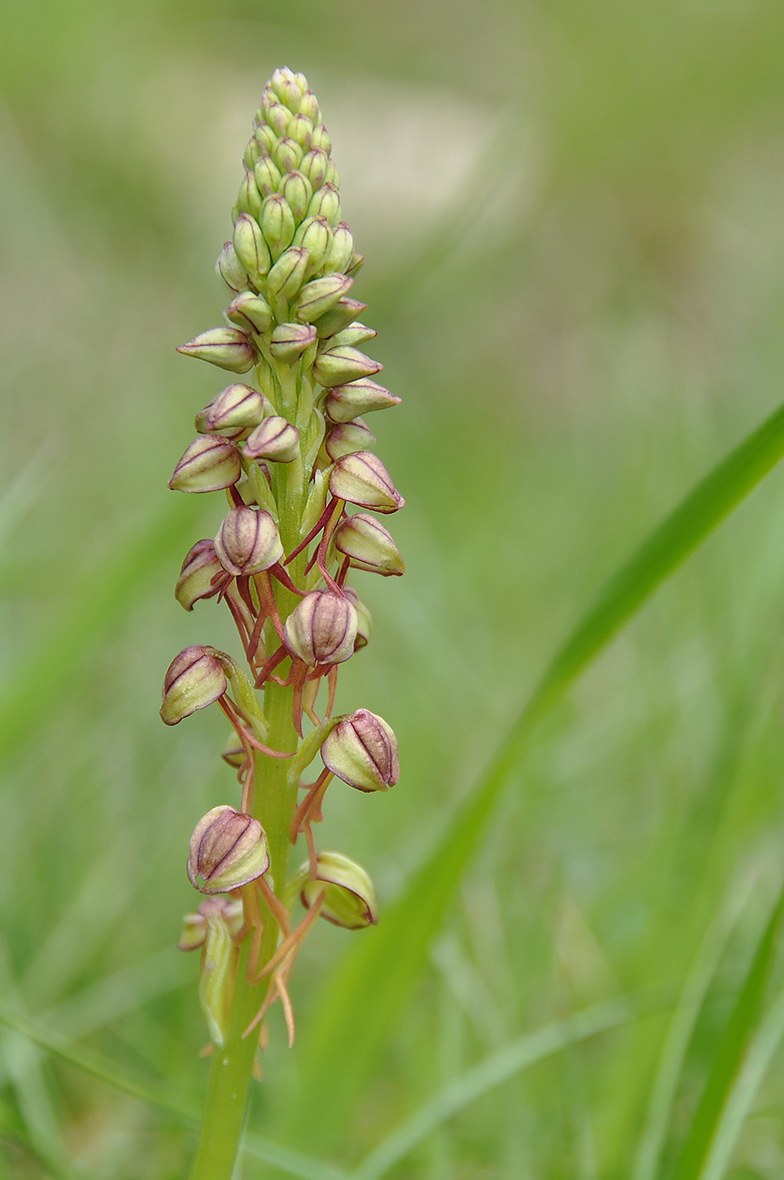 Orchis anthropophora