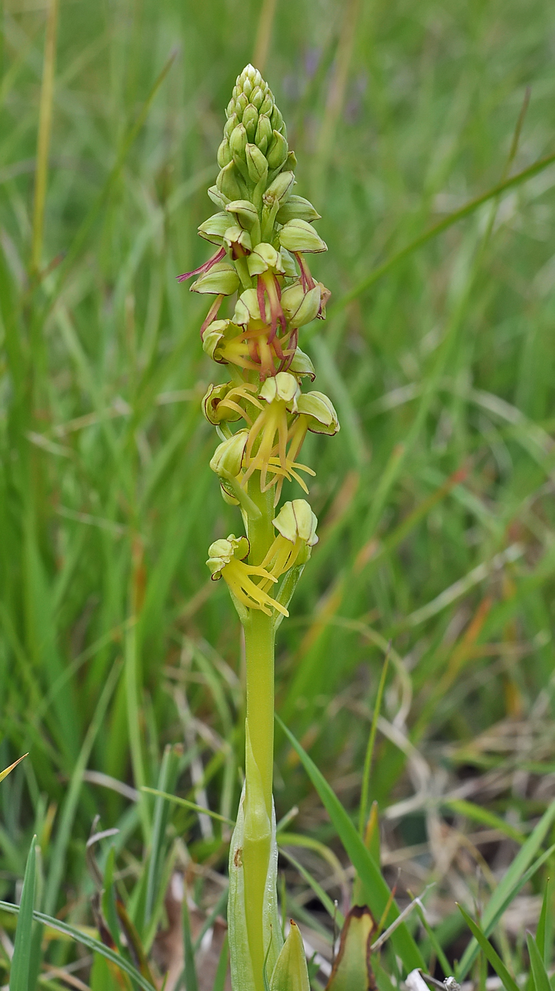 Orchis anthropophora