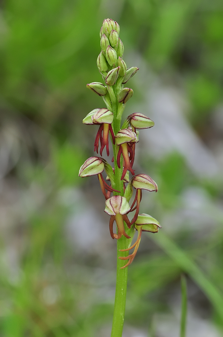 Orchis anthropophora