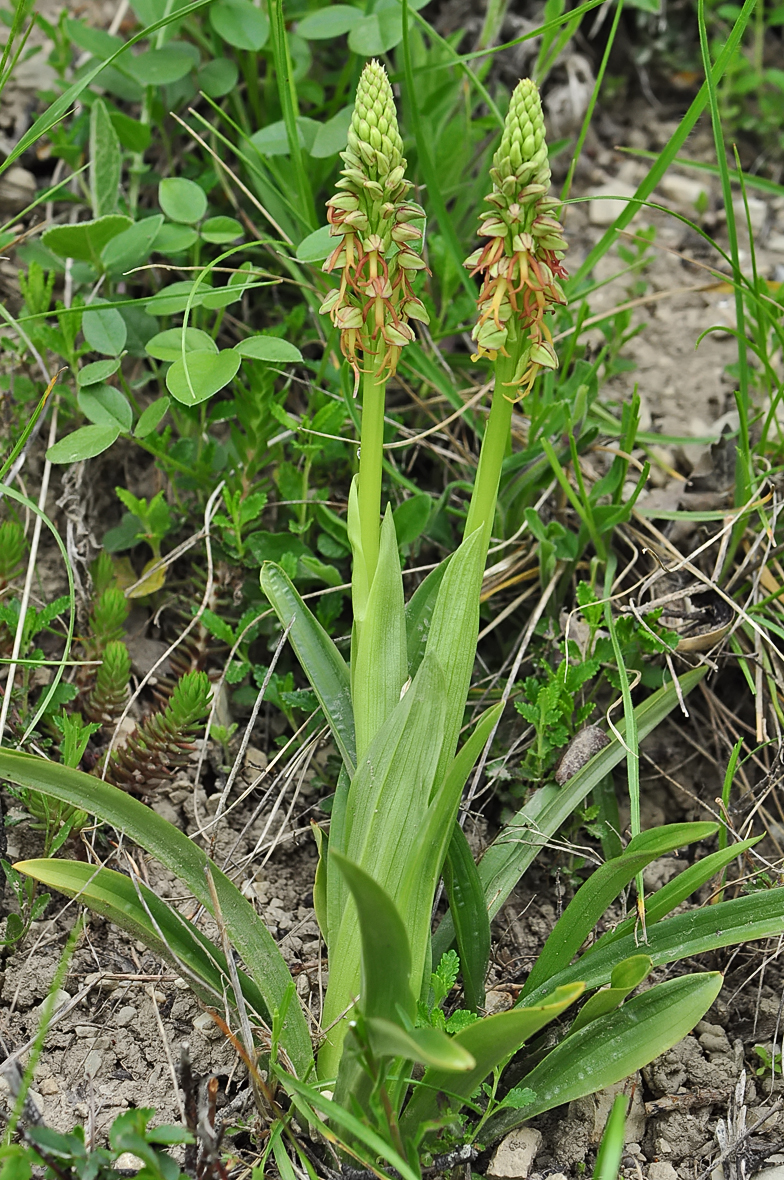 Orchis anthropophora