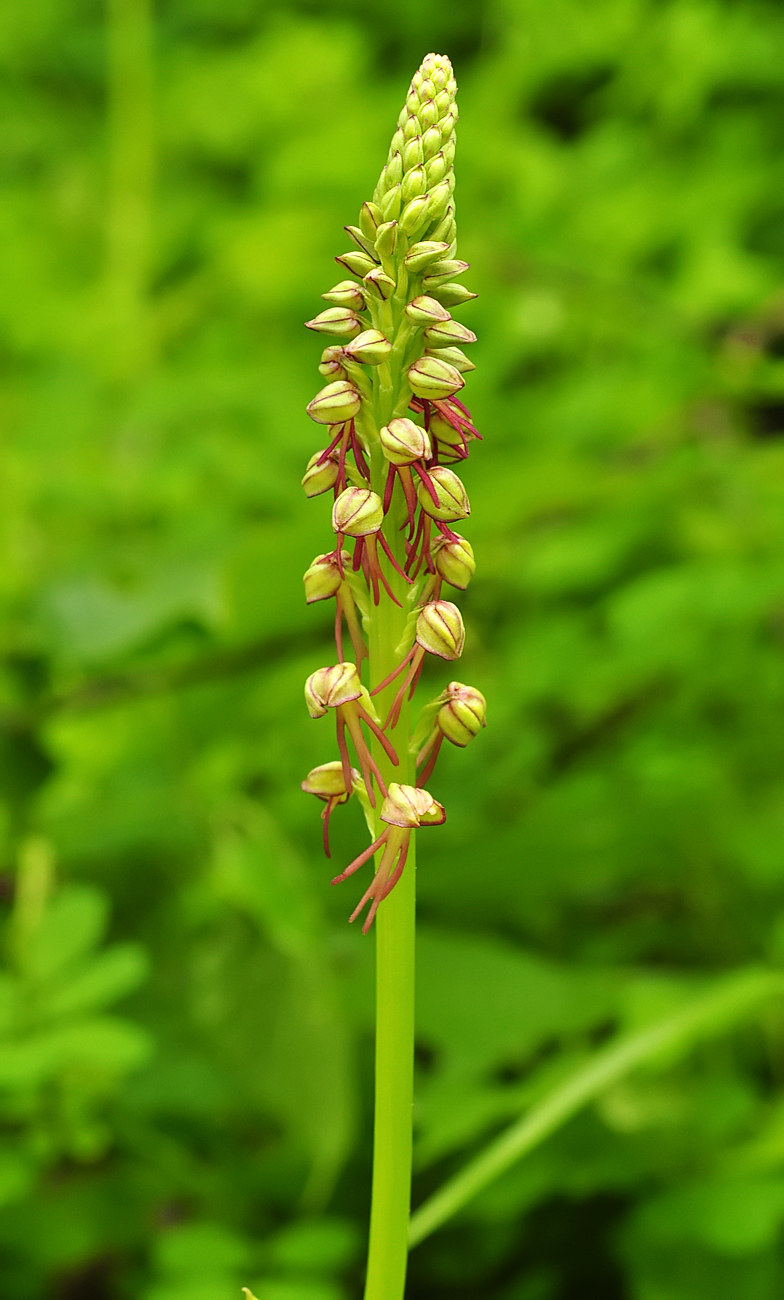 Orchis anthropophora