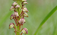 Orchis anthropophora