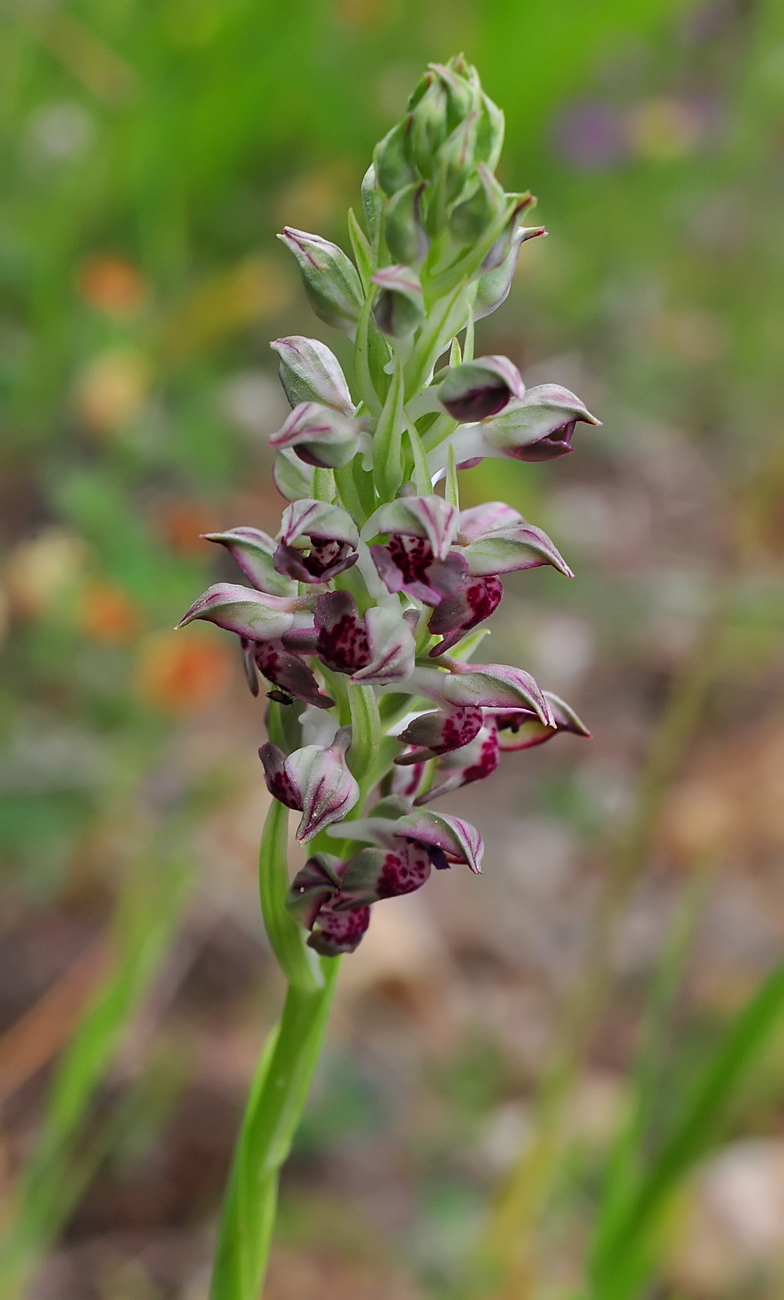 Orchis coriophora ssp fragrans