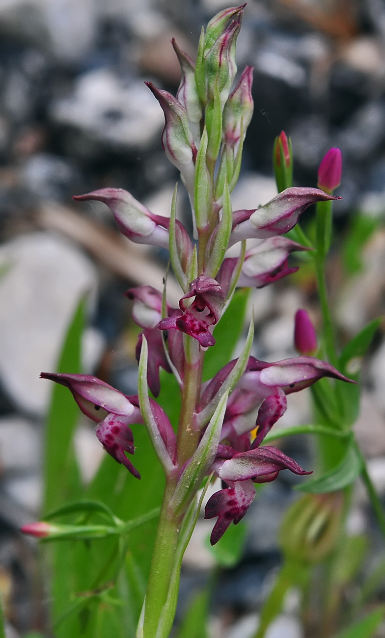 Orchis coriophora ssp fragrans