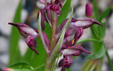 Orchis coriophora ssp fragrans