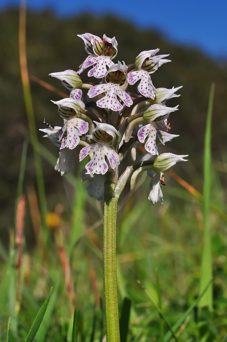 Orchis lactea