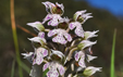 Orchis lactea