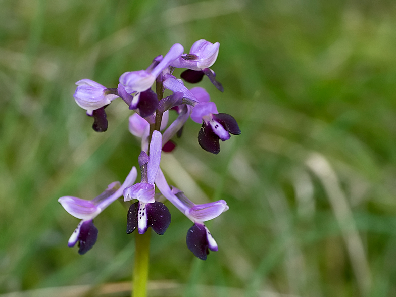 Orchis longicornu