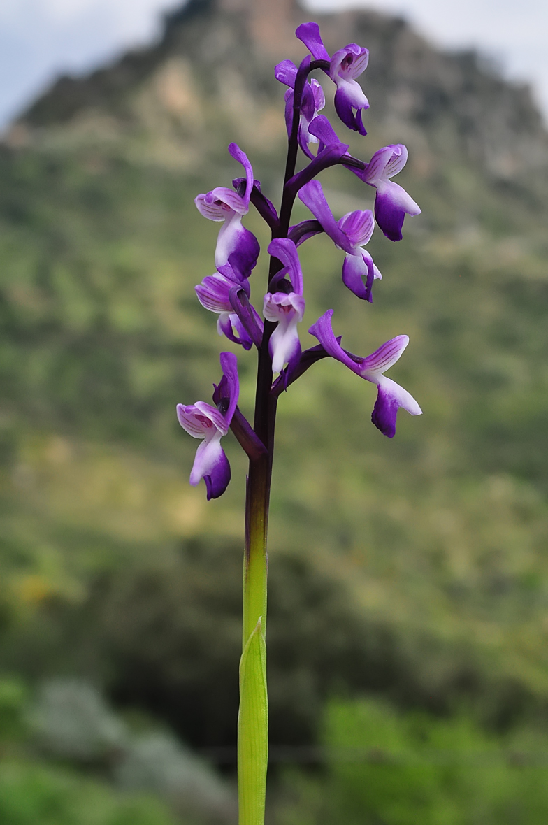 Orchis longicornu