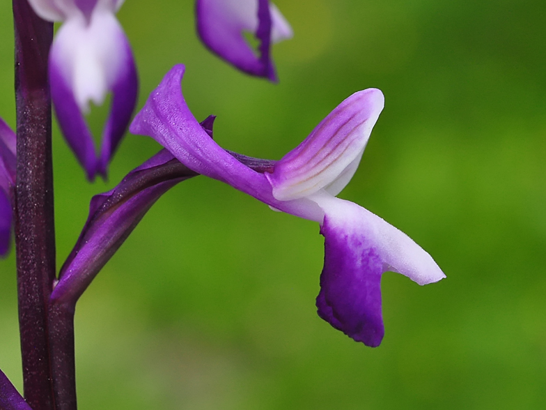 Orchis longicornu